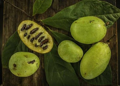 Fruits d'Asiminier triloba